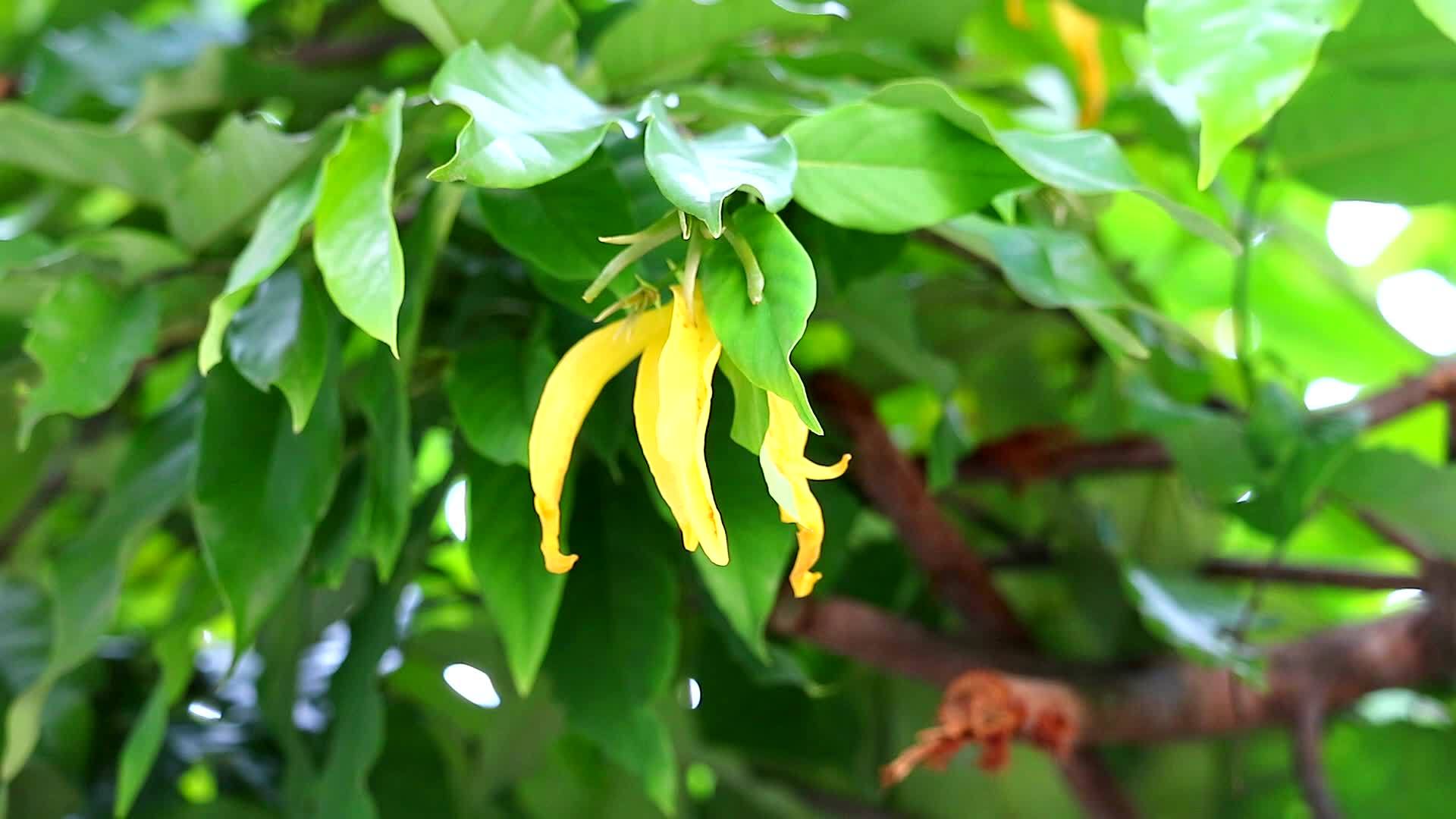 黄花放香香味1脱脂是一种黄花爬行动物视频的预览图