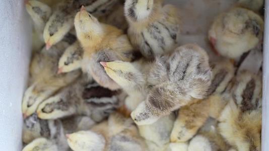 新生的鸡被一只小鸡从蛋里挤出来视频的预览图