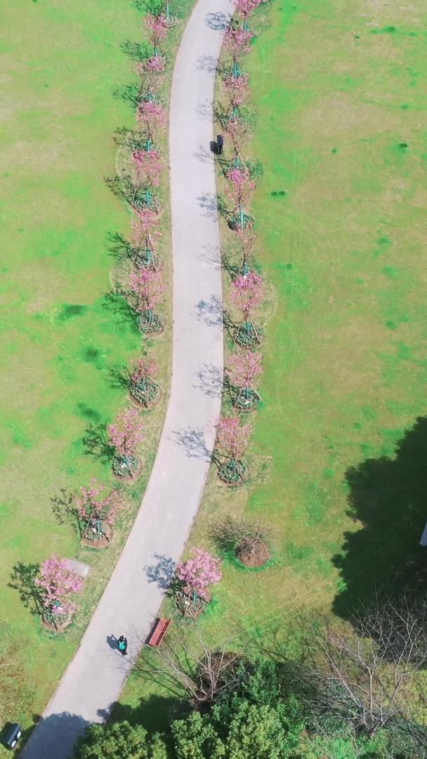 樱花大道上海大宁郁金香公园视频的预览图