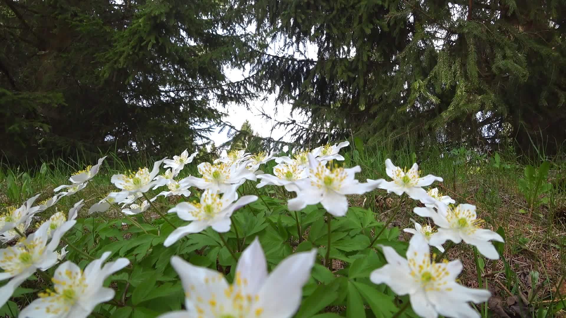 美丽的春花生长在大自然的森林里视频的预览图