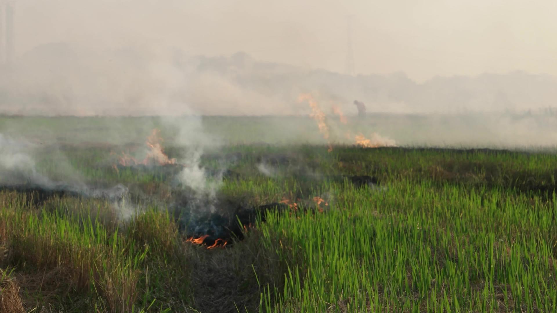 农民露天用木头焚烧视频的预览图