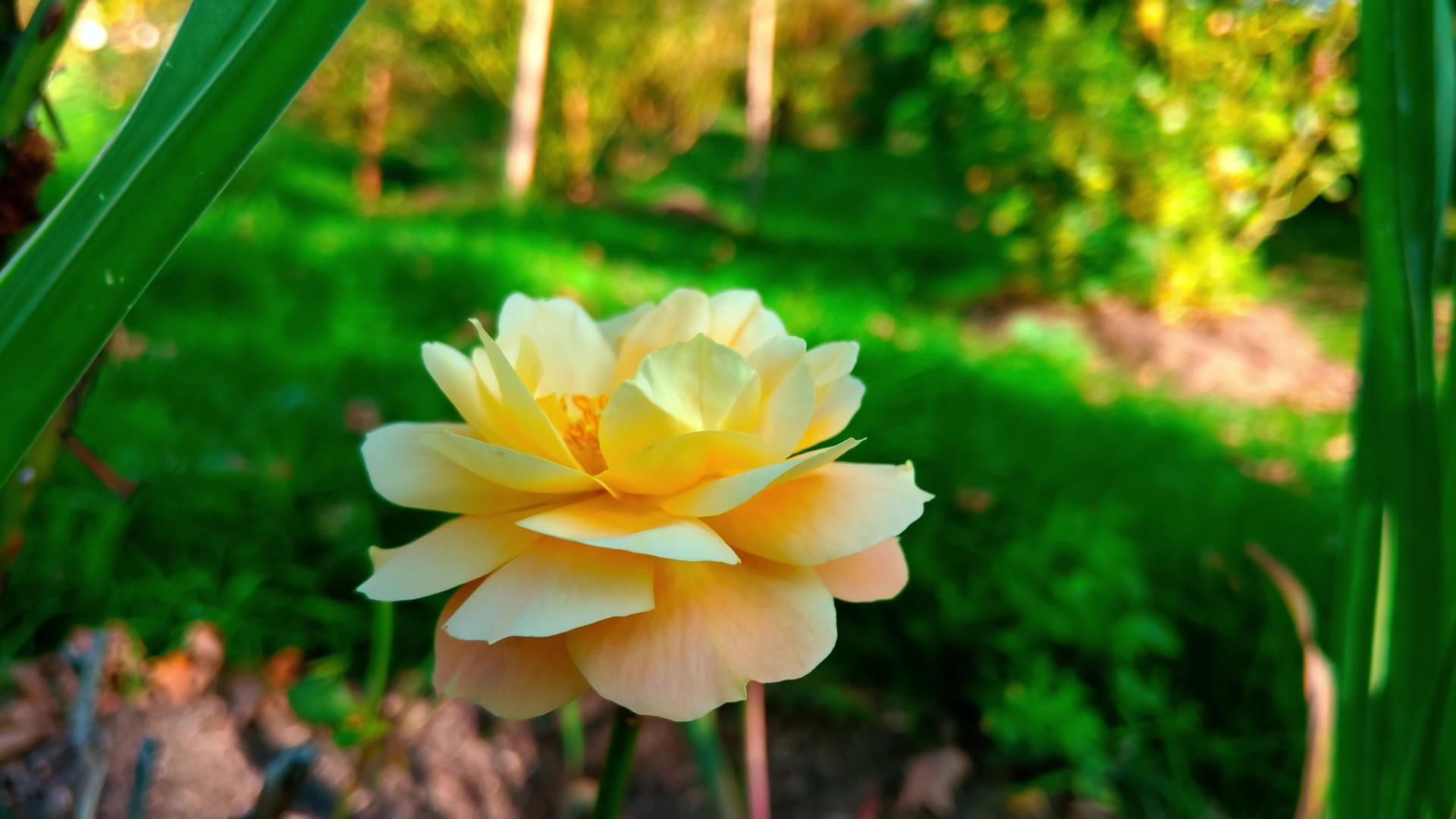 花园里黄玫瑰的景色很美视频的预览图
