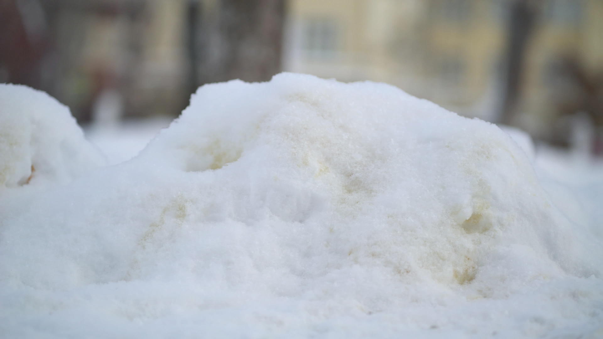 冬天下雪时黄狗尿视频的预览图