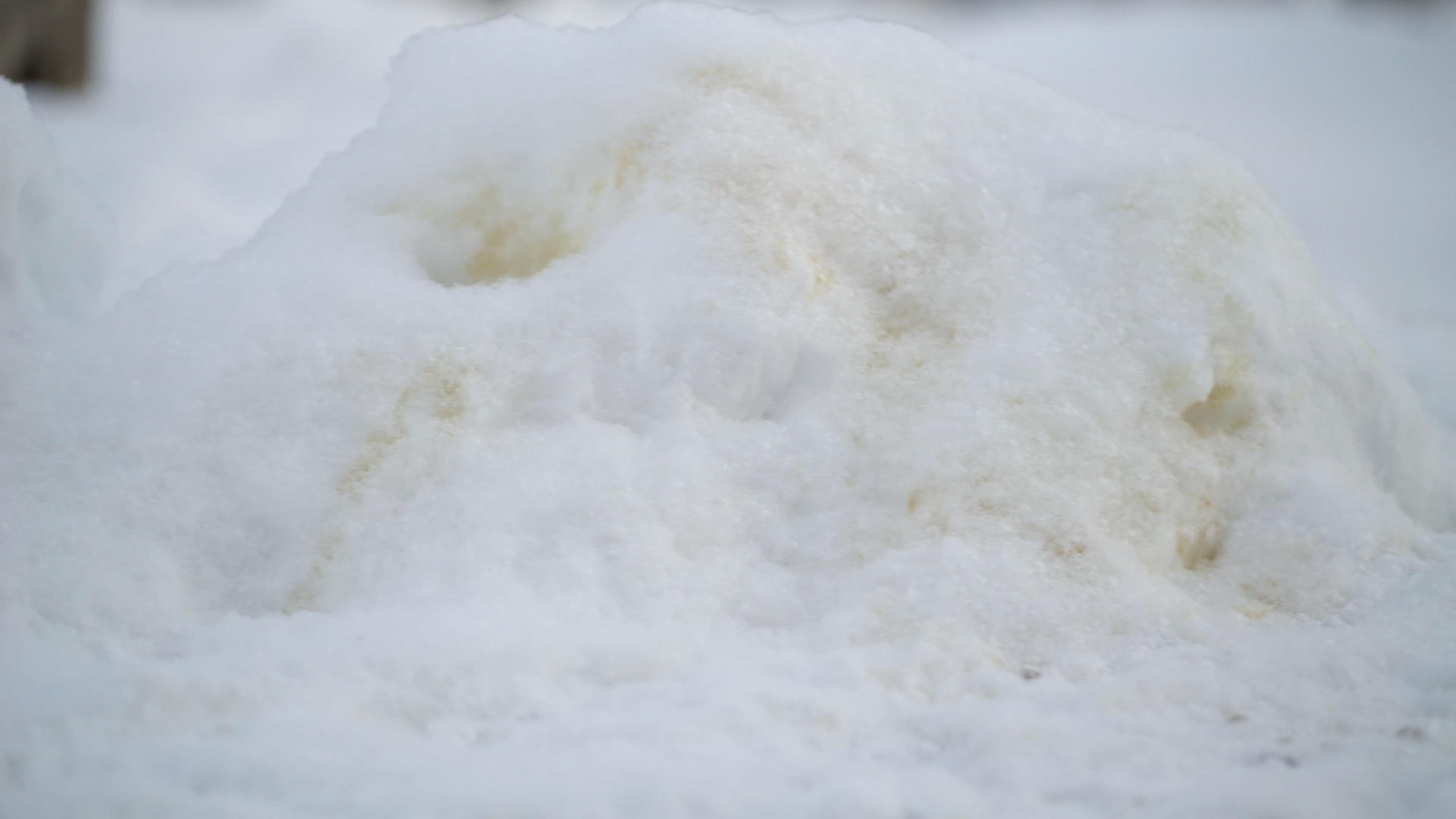 冬天下雪时黄狗尿视频的预览图