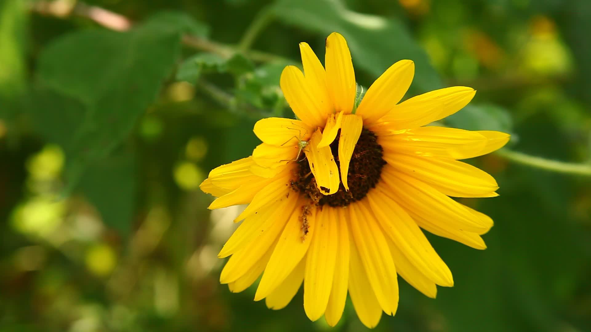 黄黄花视频的预览图