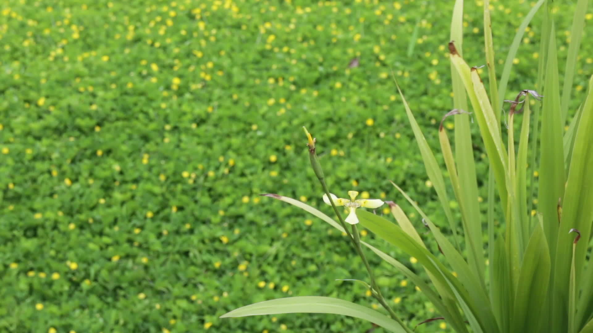 黄色的小花在夏天开花视频的预览图