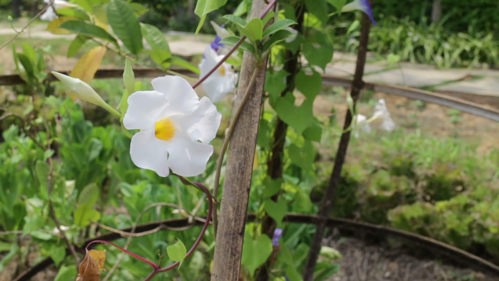 植物园里开花的白花视频的预览图