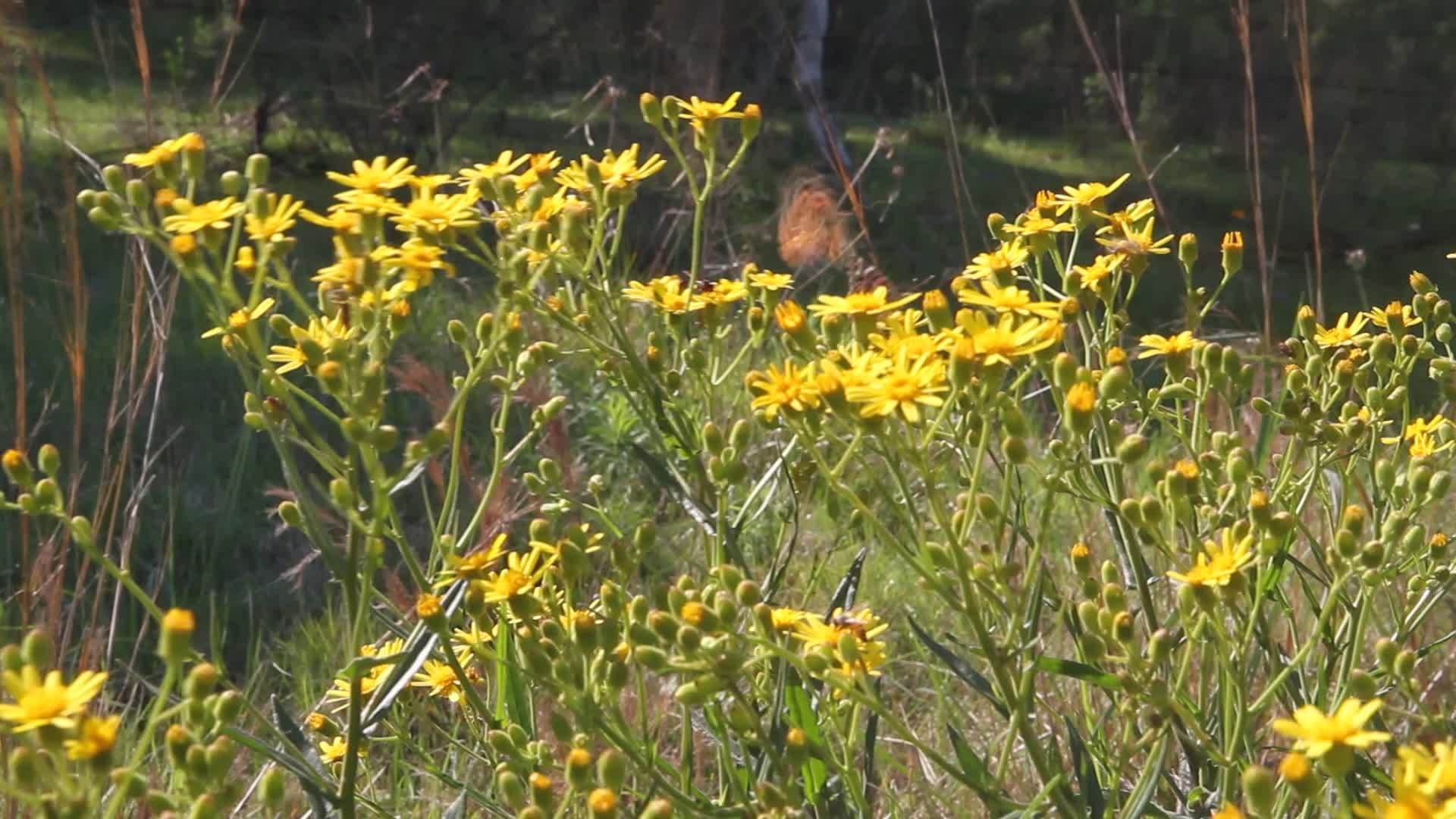 蝴蝶上的黄色野花视频的预览图
