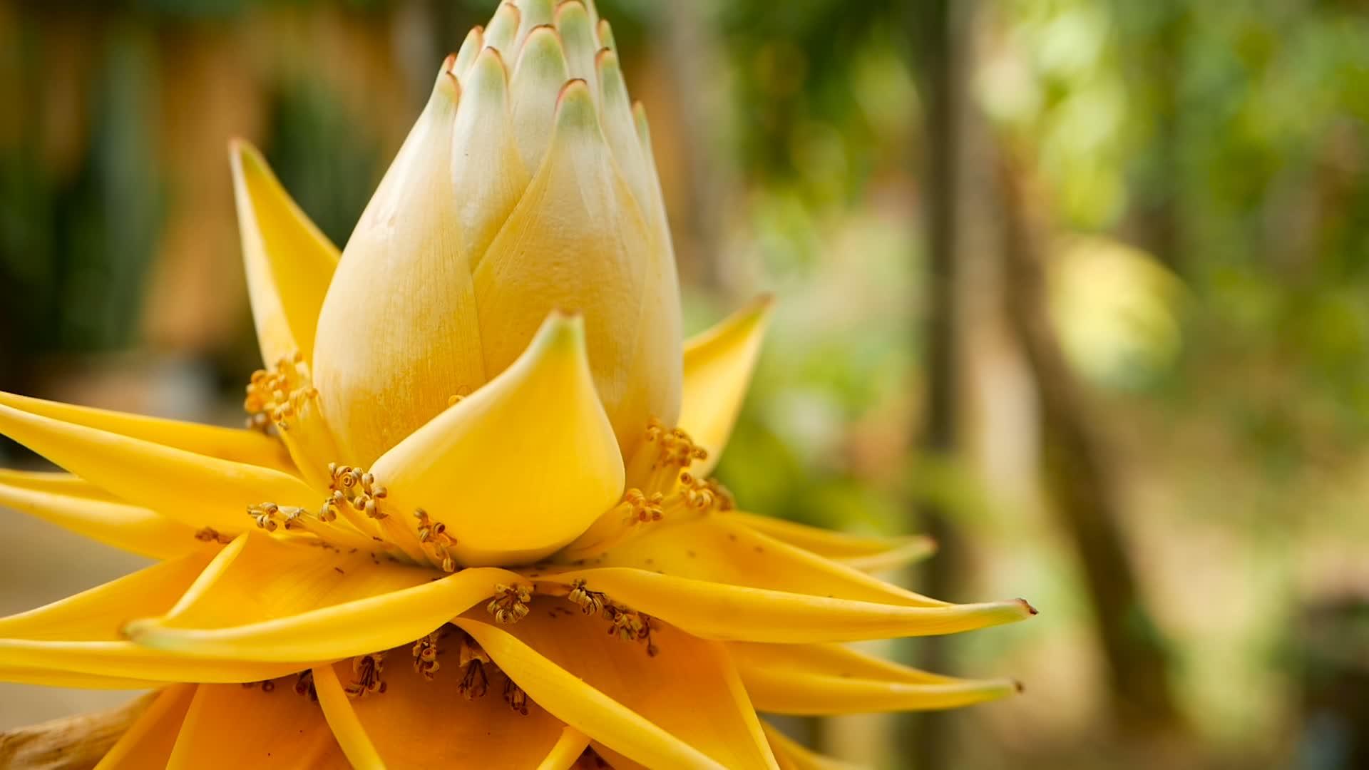 在模糊的自然背景下花园里美丽的黄色花朵面向矮人香蕉视频的预览图