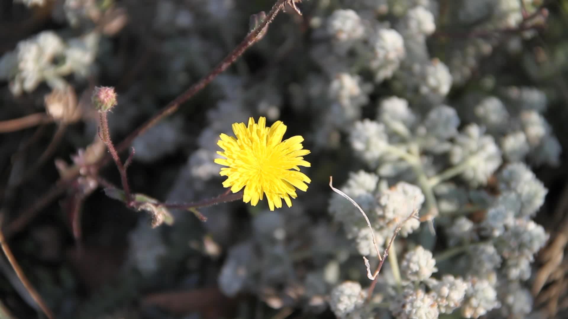 黄花视频的预览图