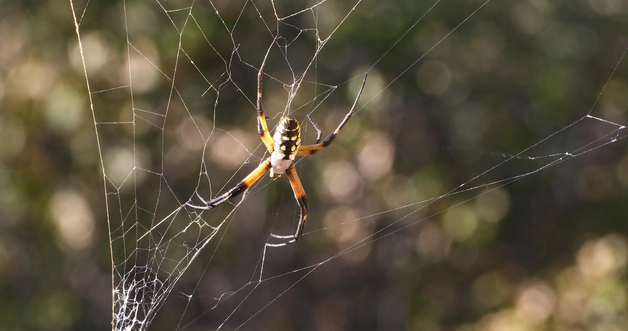 黄花园蜘蛛视频的预览图