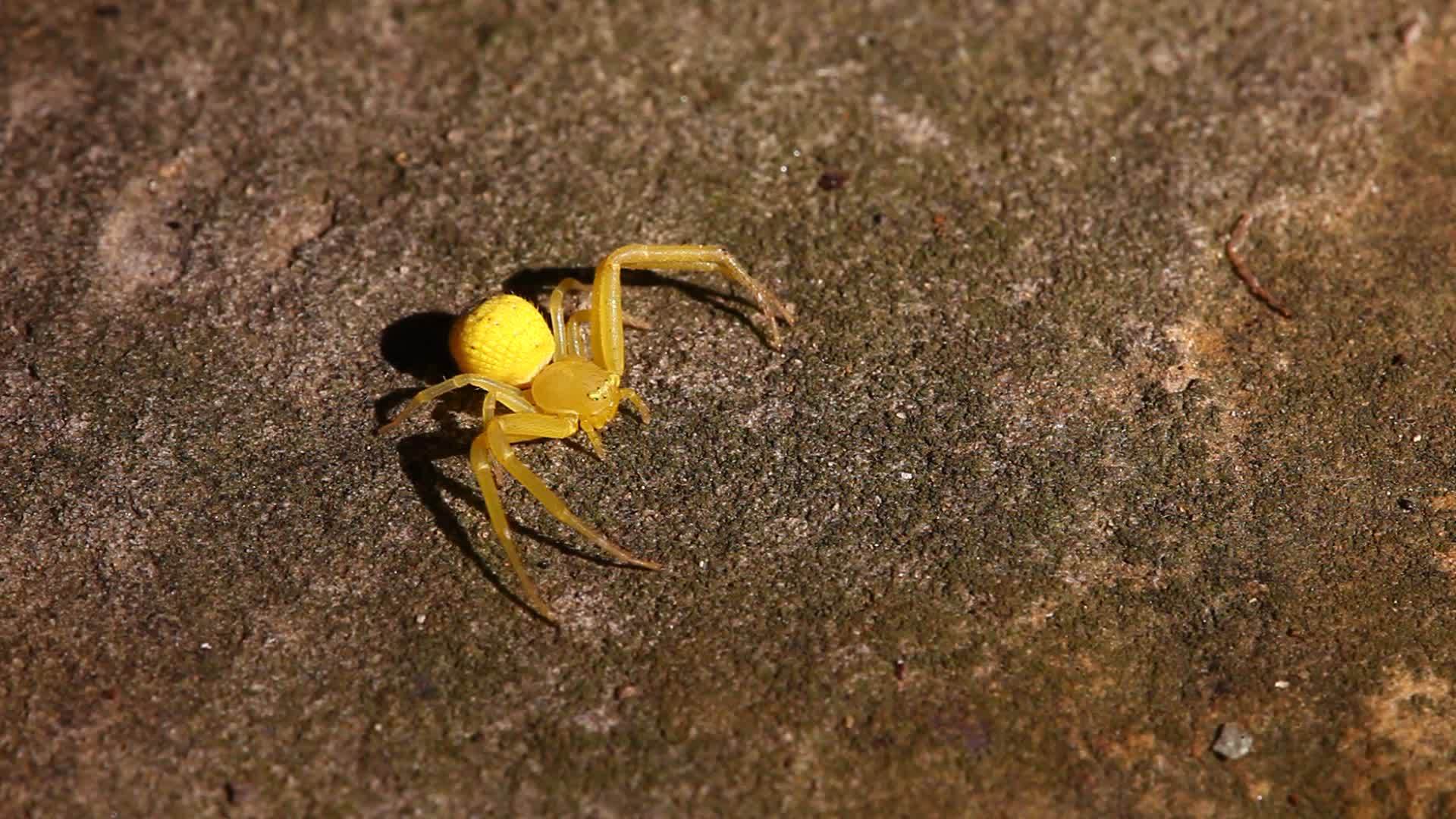 黄蟹蜘蛛在混凝土上视频的预览图