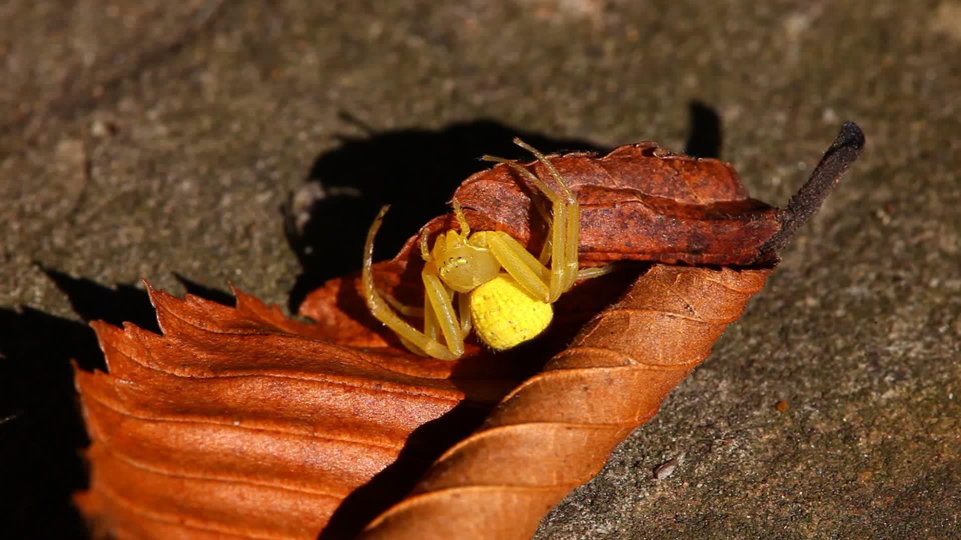 黄蟹蜘蛛视频的预览图