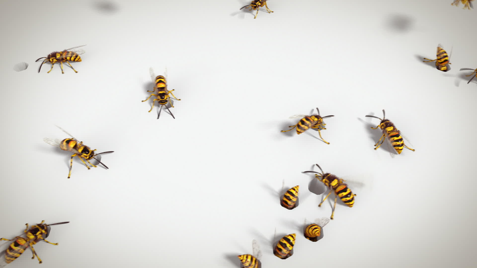 黄蜂在白色背景上的循环动画视频的预览图