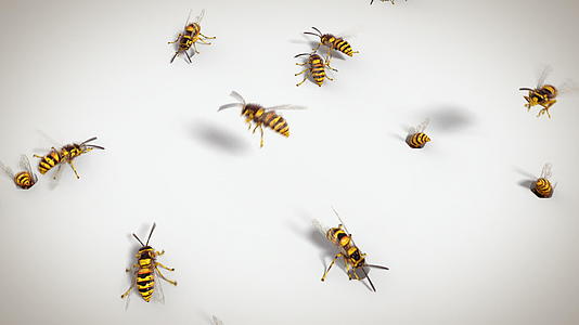 黄蜂在白色背景上的循环动画视频的预览图