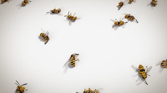 死黄蜂循环动画的白色背景视频的预览图