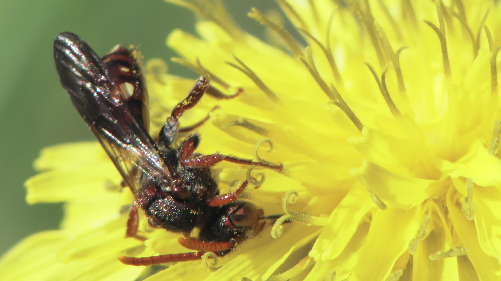 黄蜂在花朵上视频的预览图