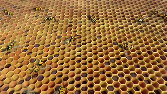 黄蜂在蜂巢中的循环动画视频的预览图