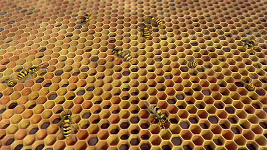 黄蜂在蜂巢中的循环动画视频的预览图