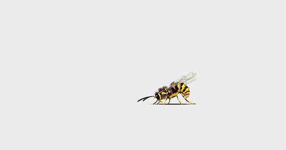 黄蜂飞行和挖掘阿尔法蒙面视频的预览图