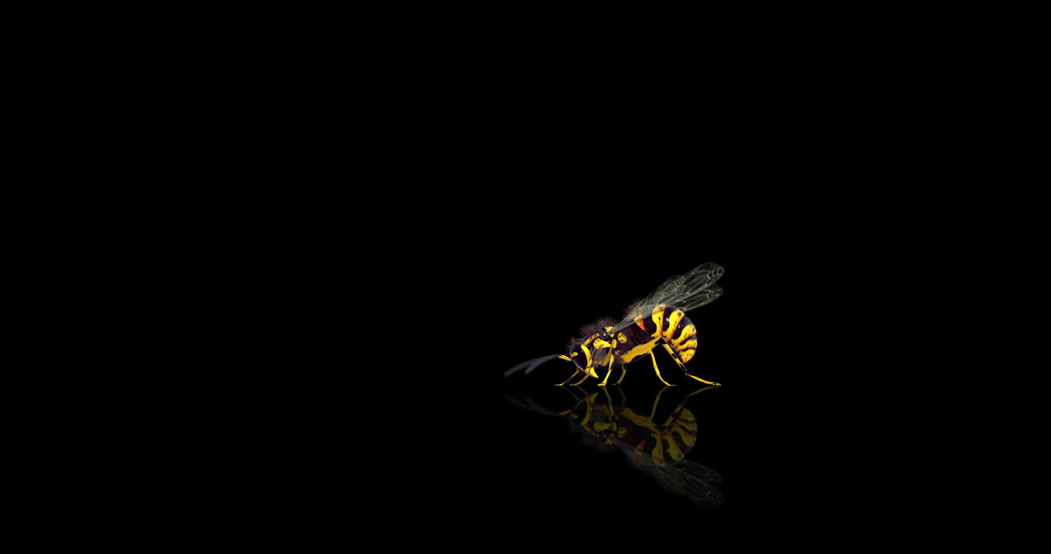黄蜂飞行和挖掘阿尔法蒙面视频的预览图
