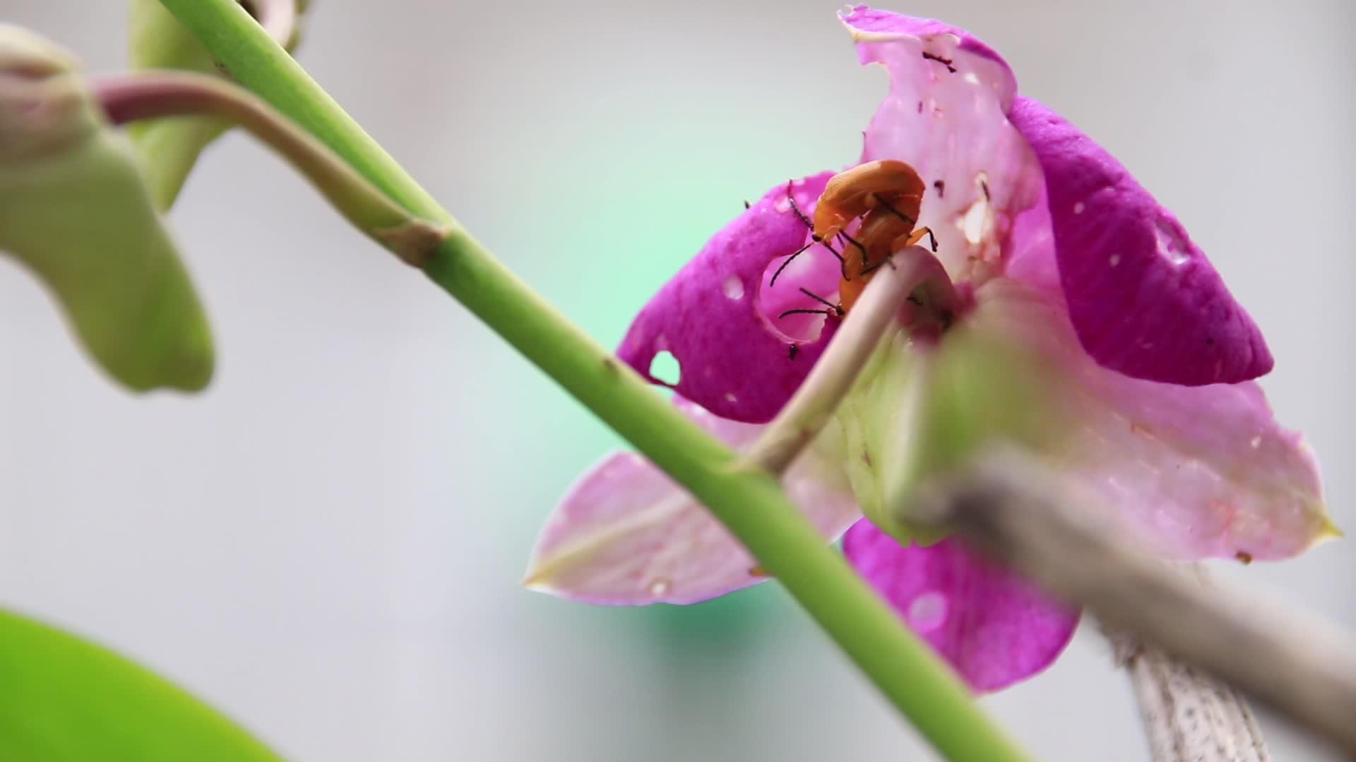 两个南瓜甲虫或乌拉哥多拉foveicollis交配视频的预览图