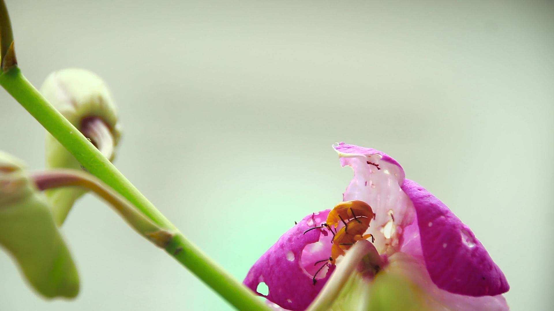 两个南瓜甲虫视频的预览图