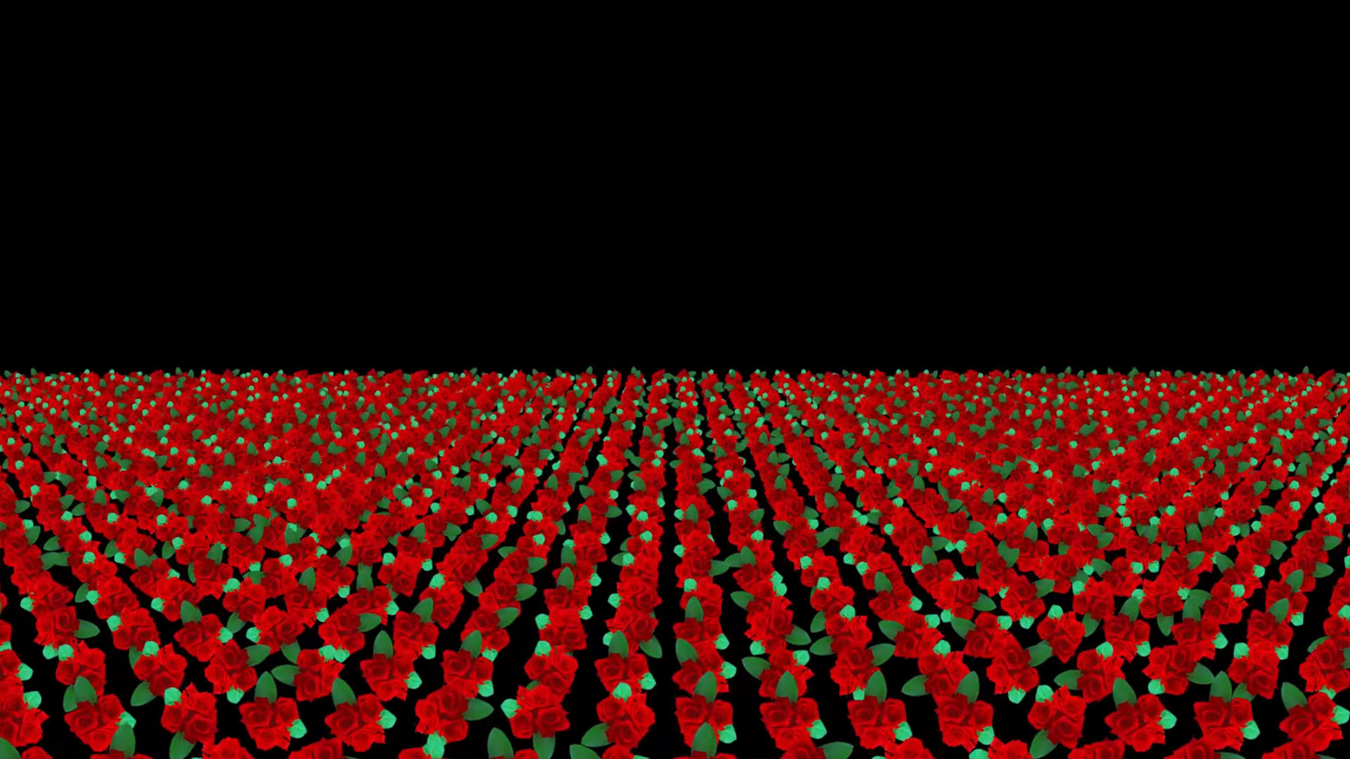 玫瑰花元素带透明度通道视频的预览图