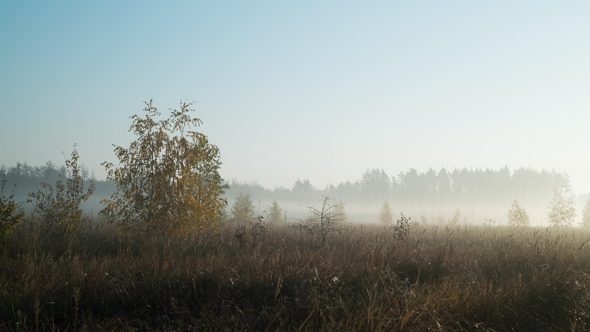 晨雾弥漫在秋天的草原上视频的预览图