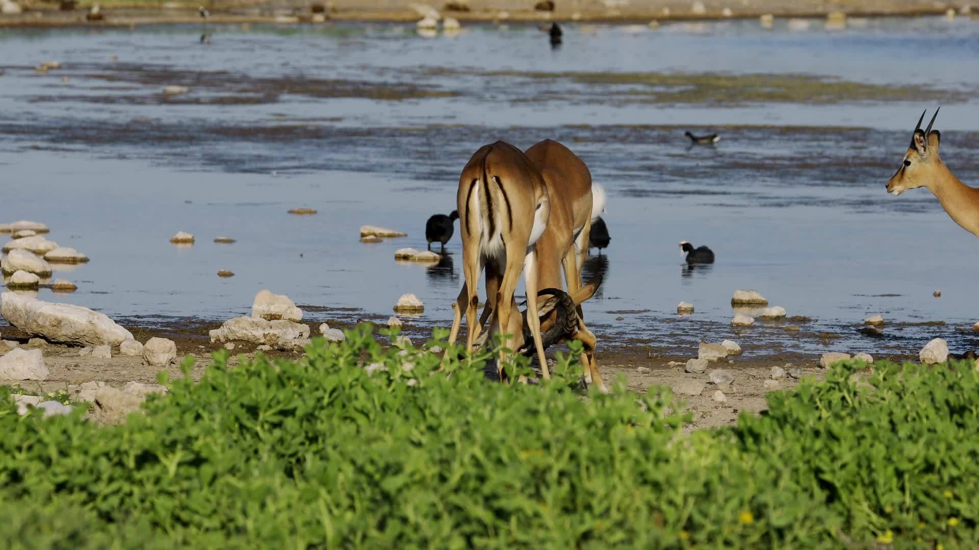 黑斑羚羚羊战斗埃托沙国家公园视频的预览图