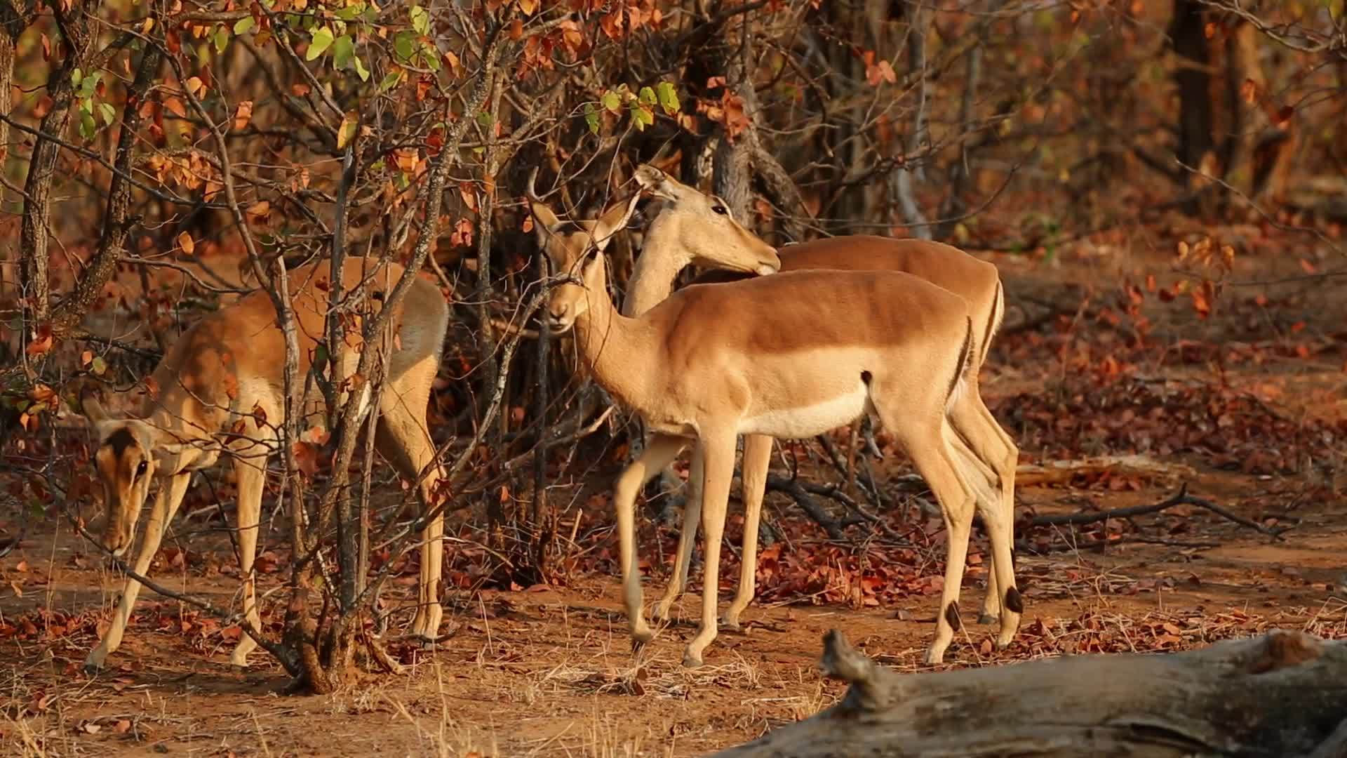 emmalaantellopes非洲南部的Kruger视频的预览图