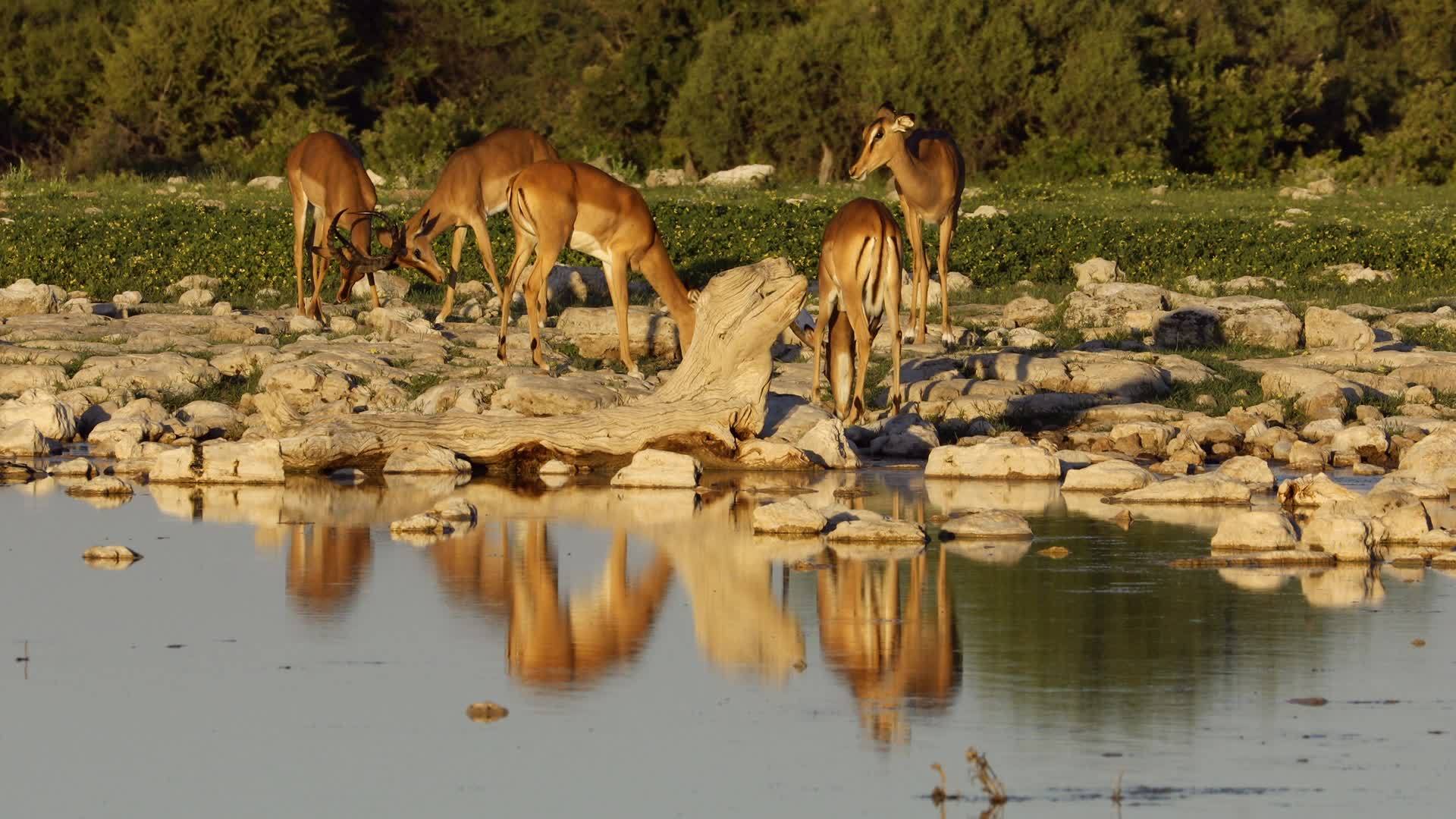 水坑野生羚羊视频的预览图