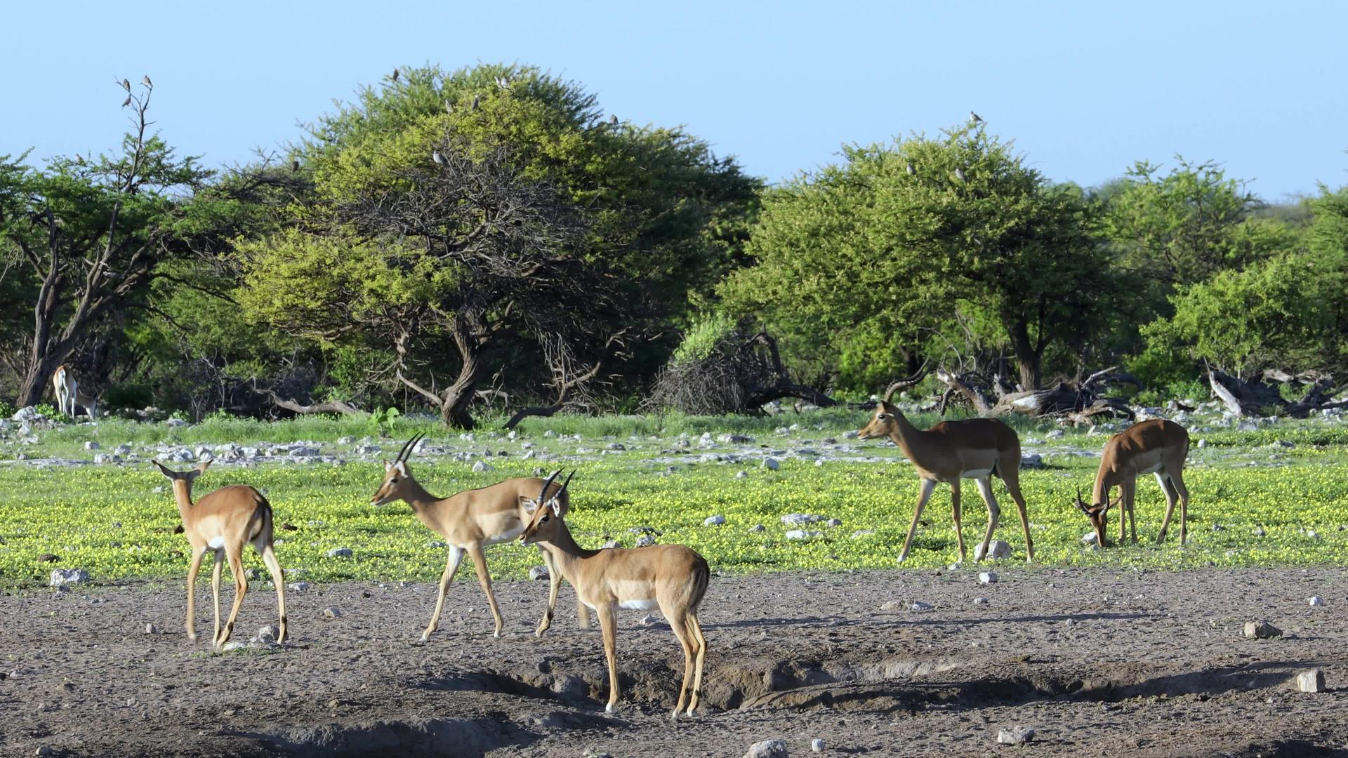 黑斑羚羚羊和野花埃托沙视频的预览图