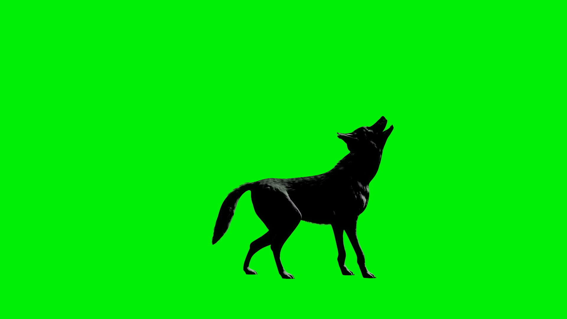 狼吼无缝循环绿屏视频的预览图
