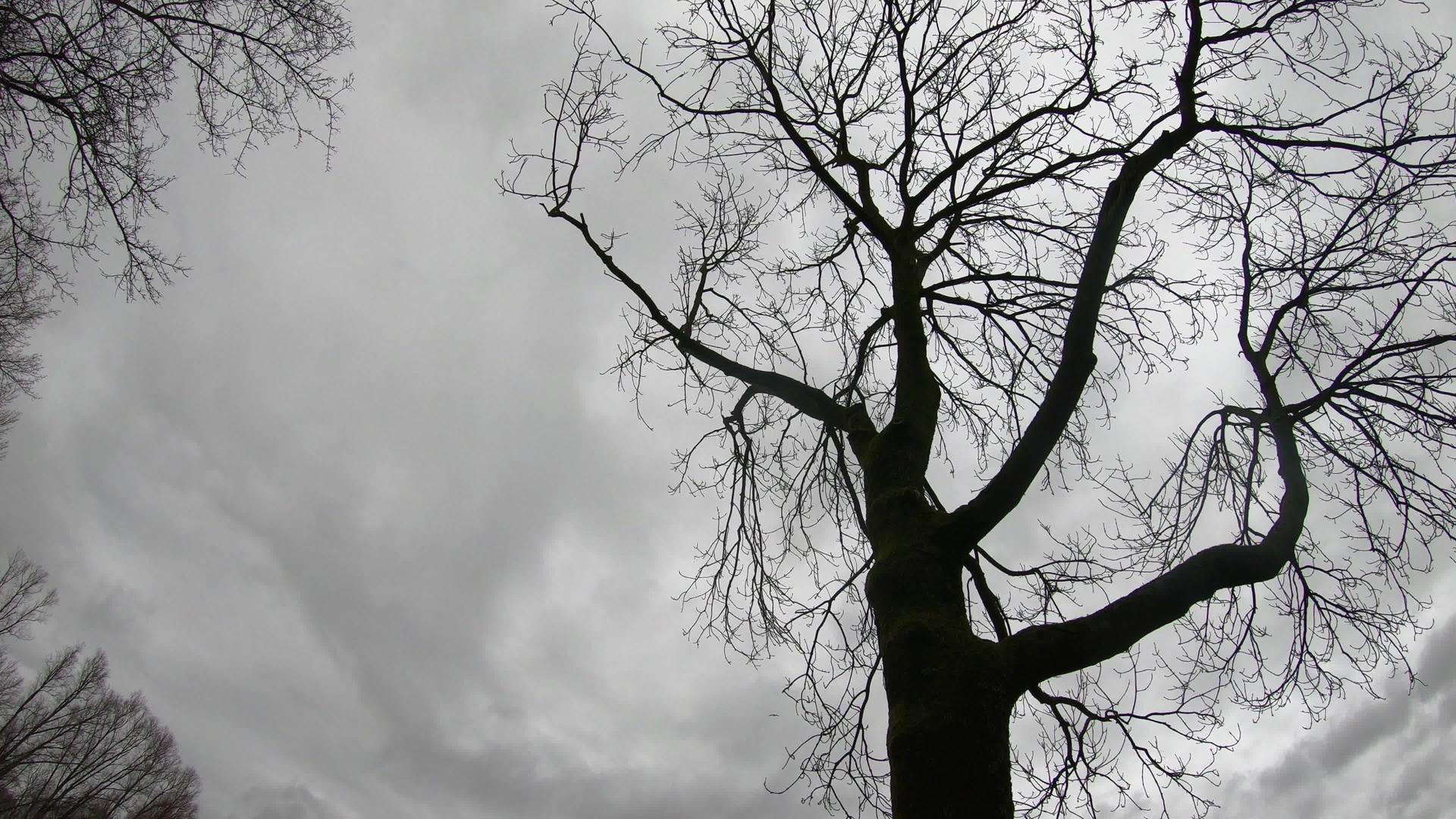 冬天的风景天空时间随着树木的消失视频的预览图