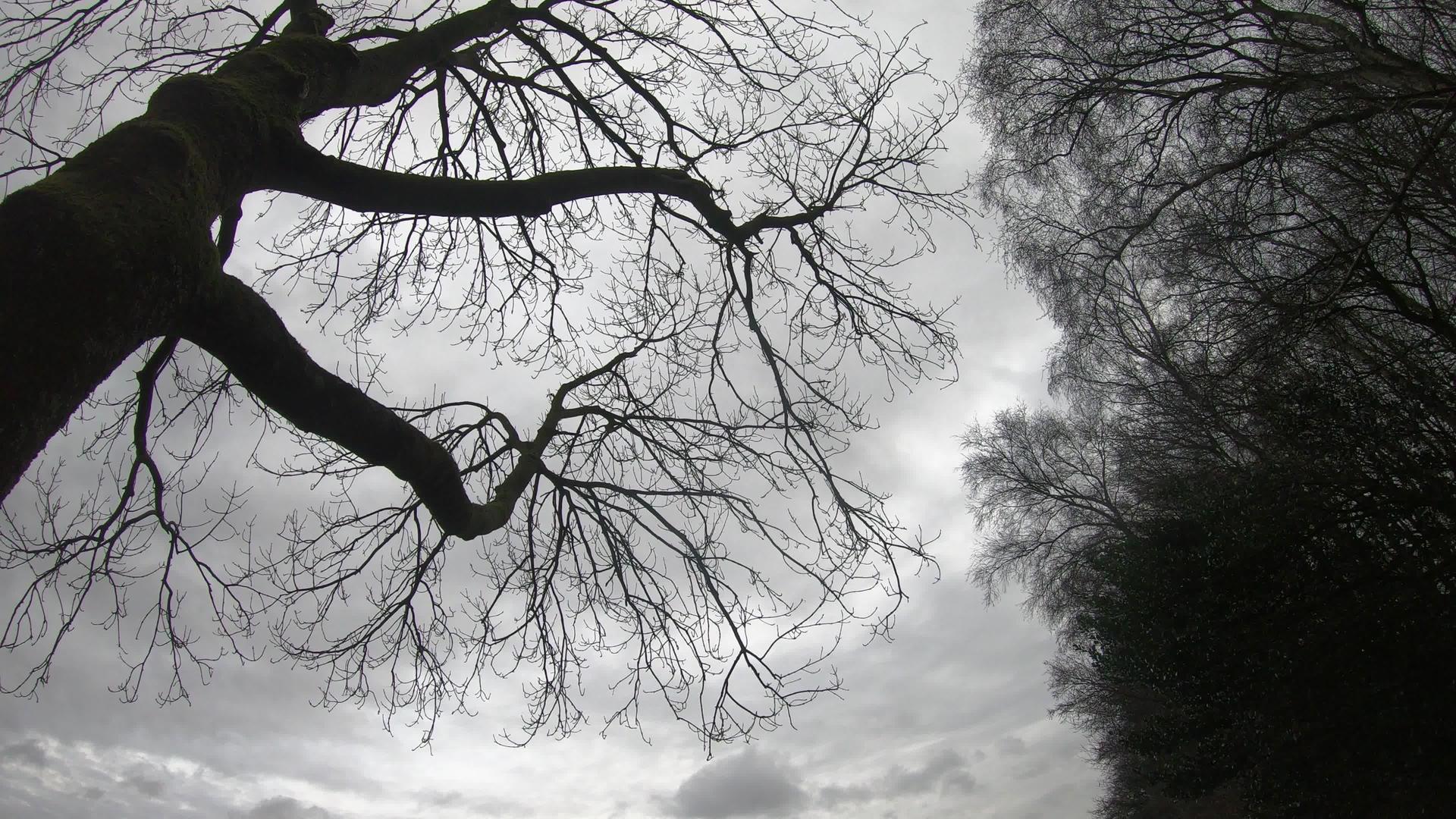 冬天的风景天空时间随着树木的消失视频的预览图