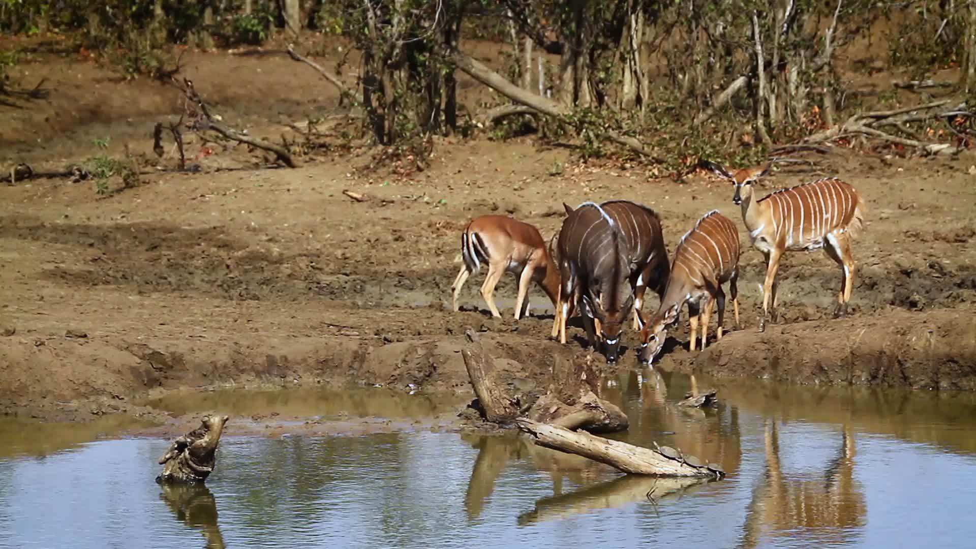 非洲南部Kruger尼亚拉和伊卜拉视频的预览图