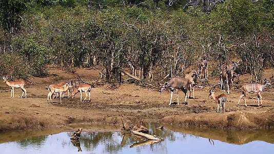 非洲南部国家的野生动物视频的预览图