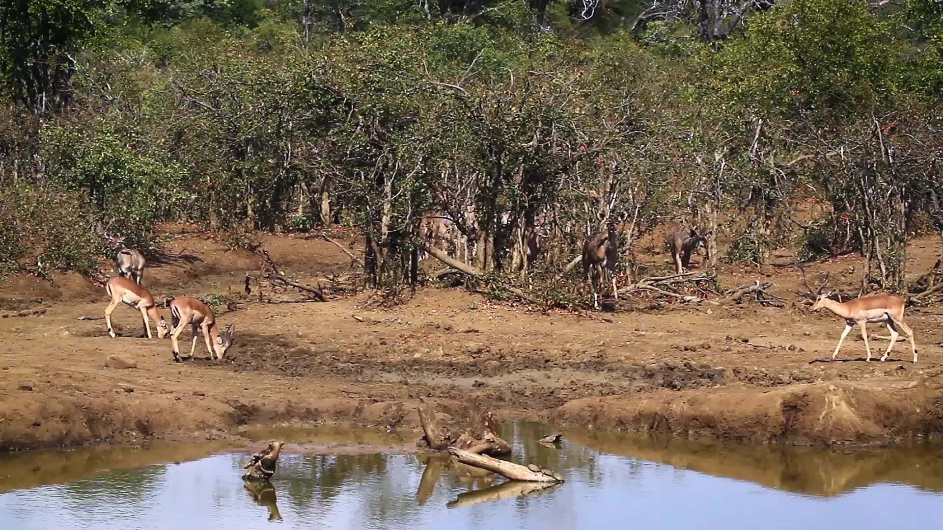非洲南部Kruger常见于国家公园Umpala和视频的预览图