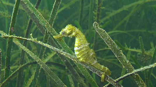黑海底萨湾有浓密的海草视频的预览图