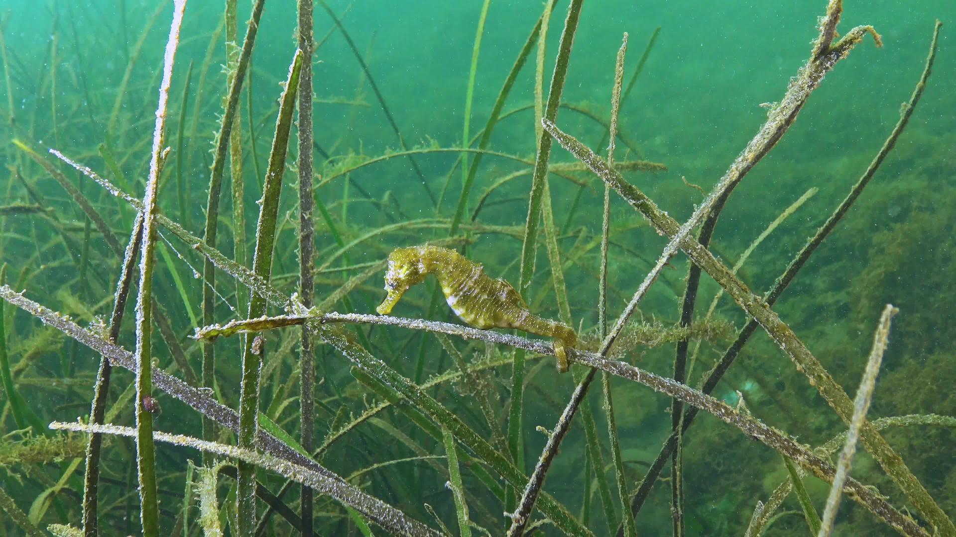 黑色海底海草浓密视频的预览图