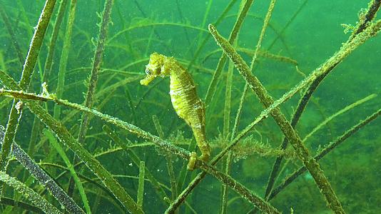 黑海底萨湾有浓密的海草视频的预览图
