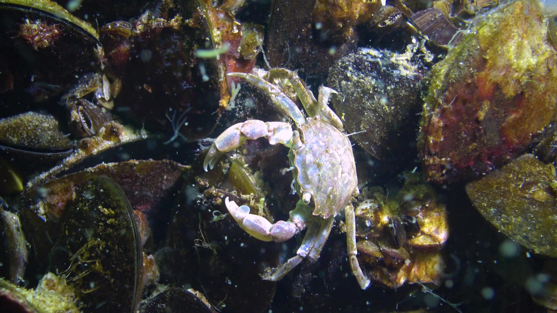 黑海小螃蟹藏在贝壳里小螃蟹藏在黑海里视频的预览图