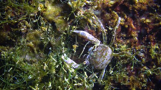 黑海小螃蟹藏在贝壳里小螃蟹藏在黑海里视频的预览图