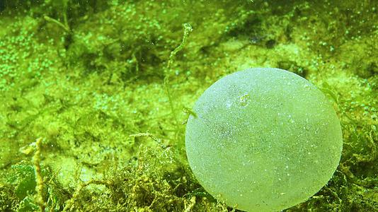 一个粘性的球和多毛的海洋蠕虫蛋视频的预览图
