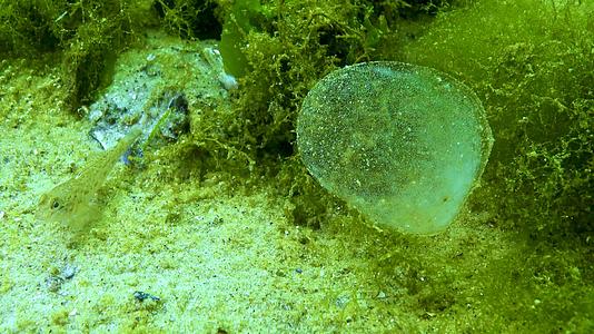 一个粘性的球和多毛的海洋蠕虫蛋视频的预览图
