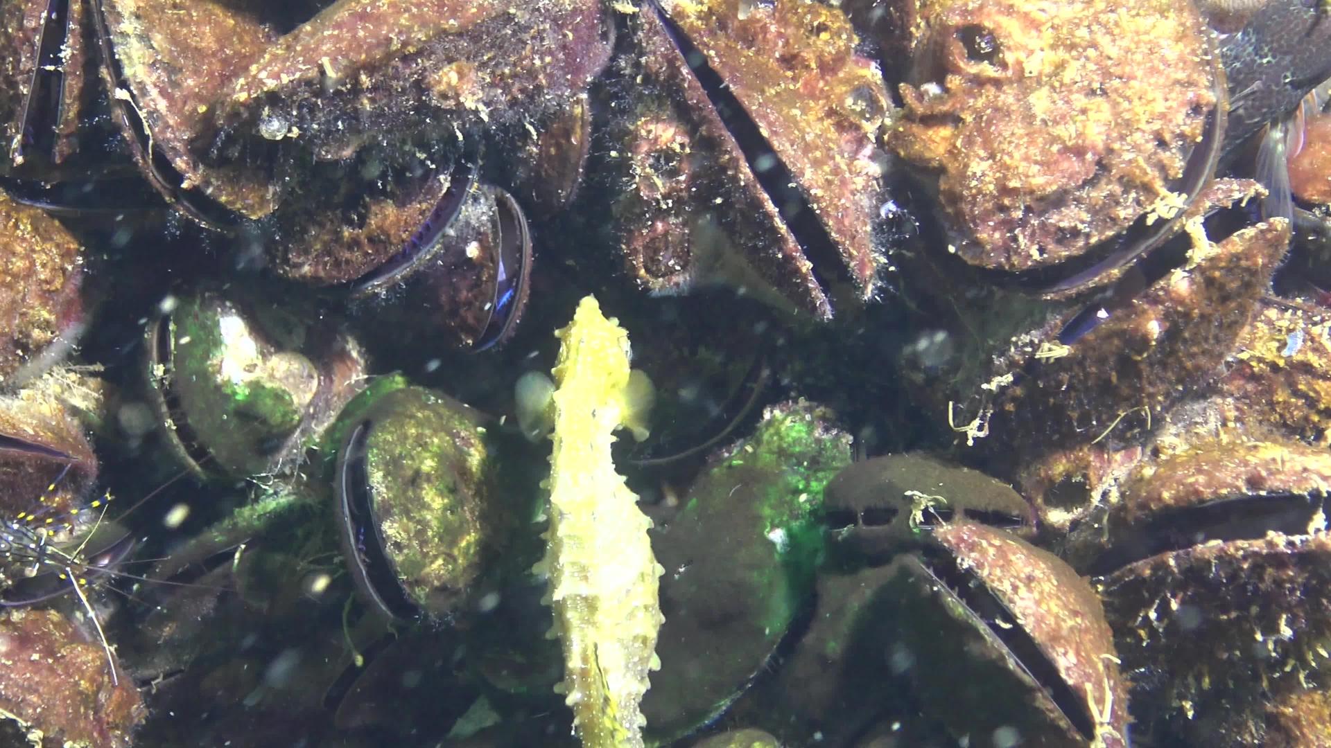 短鼻海马Hippocampushippocampus视频的预览图