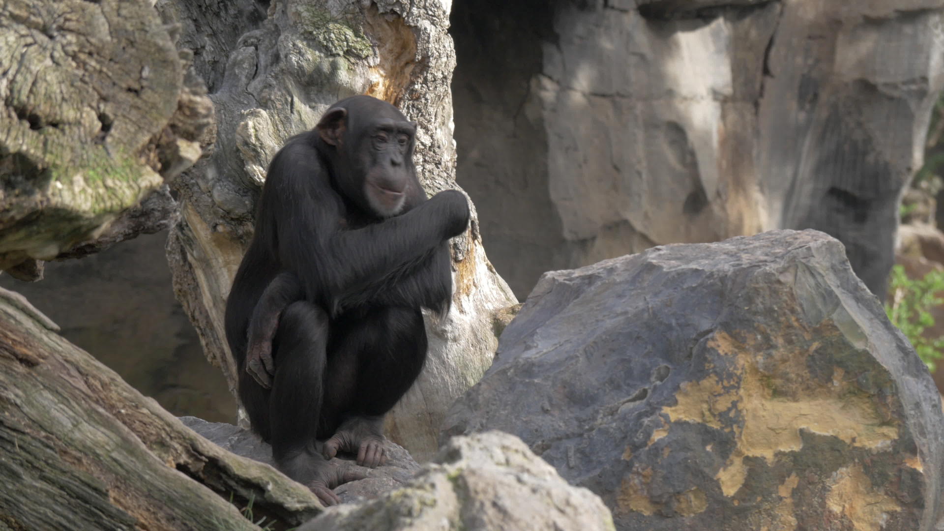 黑猩猩在头发中寻找昆虫视频的预览图