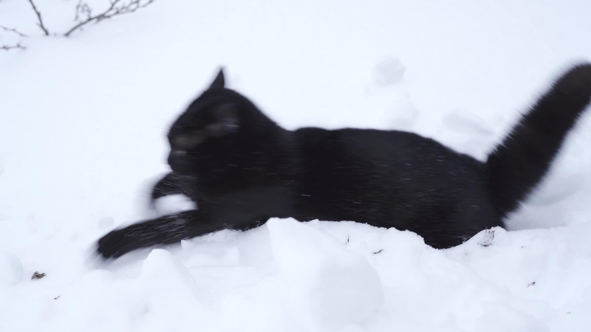 黑猫在雪中慢慢地玩耍和跳跃视频的预览图