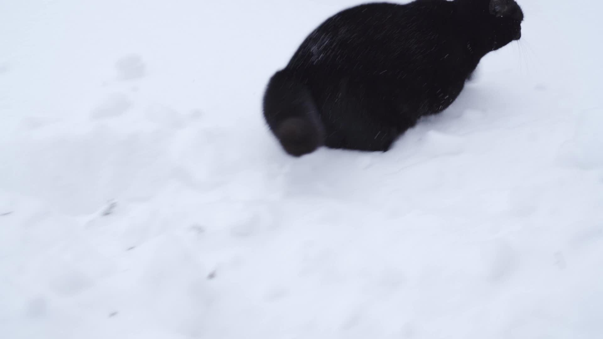 黑猫在雪中慢慢地玩耍和跳跃视频的预览图